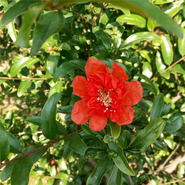 成都重點綠化工程改造項目